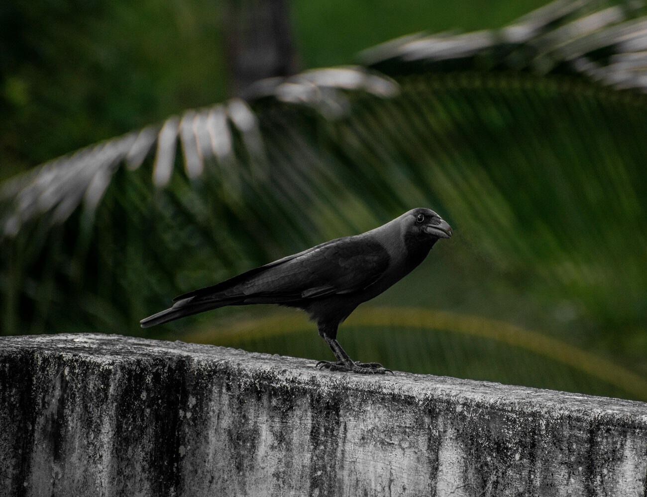 a tropical crow