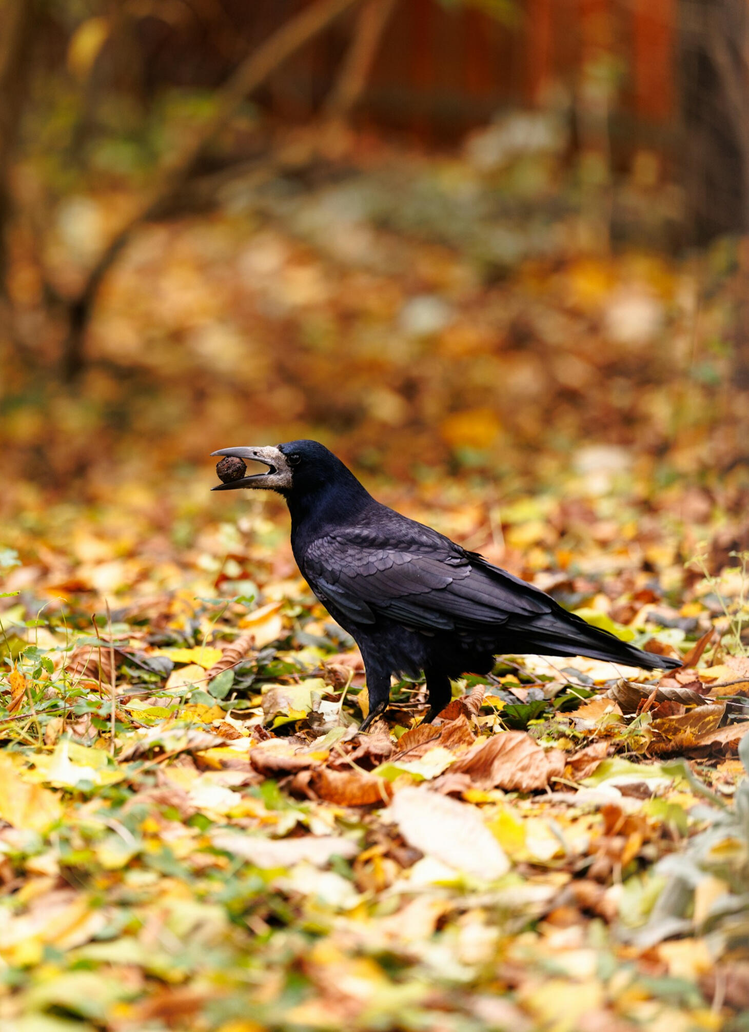 a foraging crow